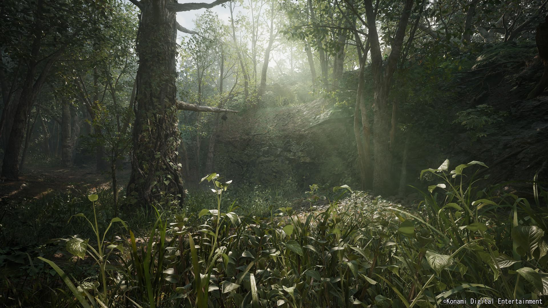 Forest scene from Metal Gear Solid Delta Snake Eater Xbox Series X showing dense trees and sunlight rays