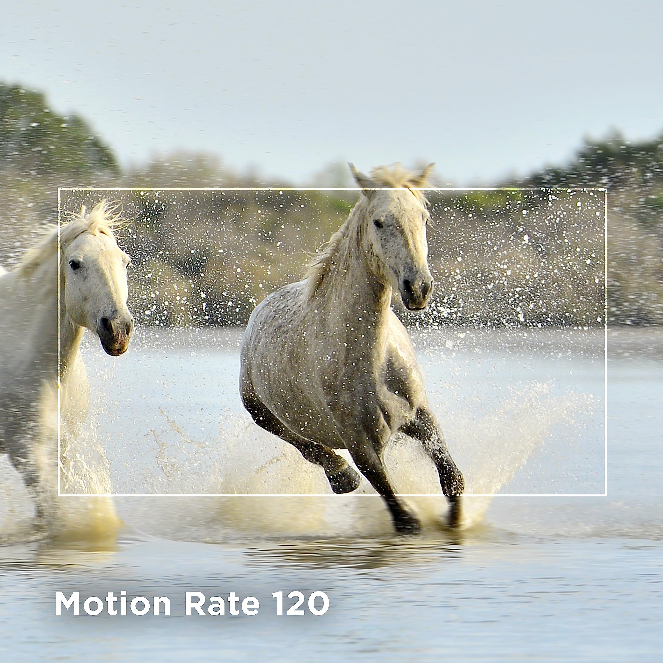 TCL 55 inch 4K smart TV showing two white horses running through water with motion clarity